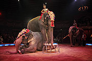 James Puydebois mit Elefanten (©Foto: Martin Schmitz)